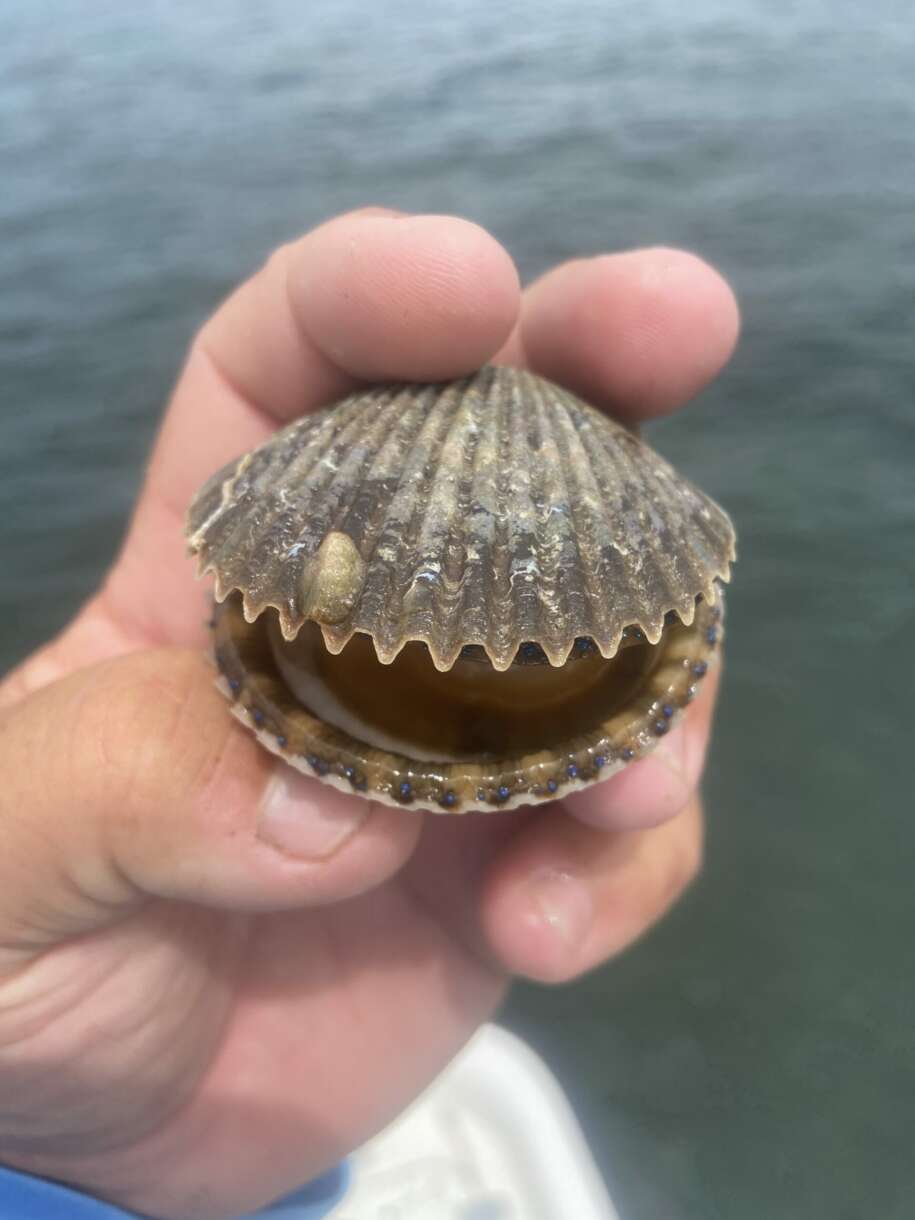 A picture of 2023 Crystal River Scalloping Outlook with Crystal River Fishing Charters