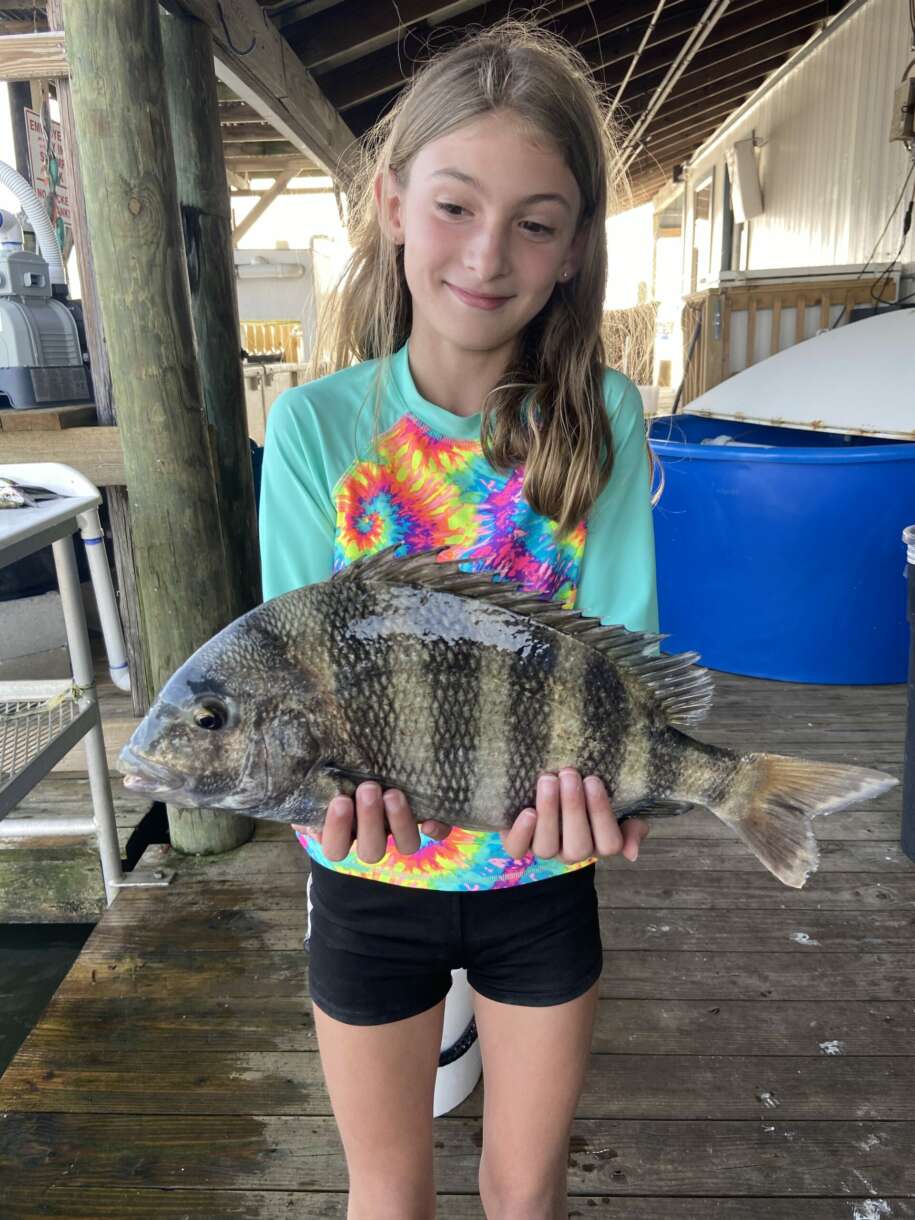 Sheepshead Fishing Guide  How to Catch a Sheepshead