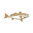 A picture of Tarpon Fishing Charters with Crystal River Fishing Charters