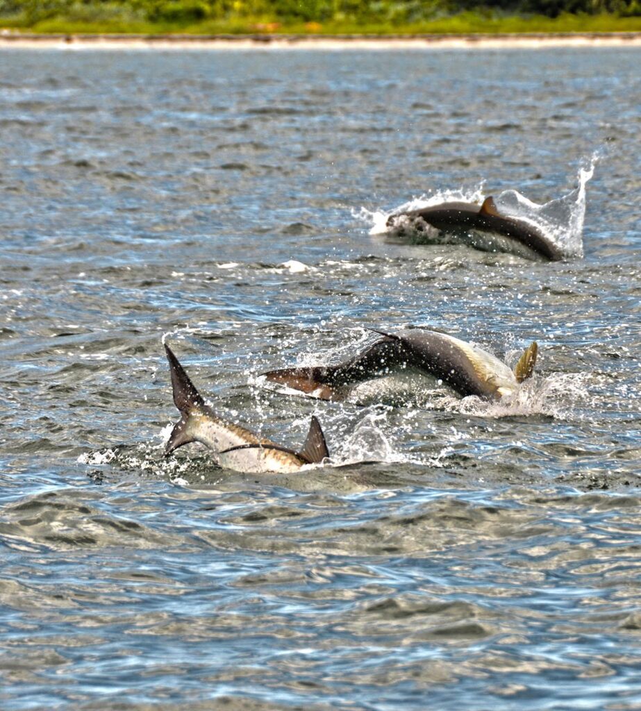 A picture of Tarpon Fishing Charters with Crystal River Fishing Charters