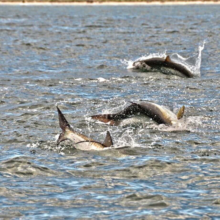 A picture of Tarpon Fishing Paradise: Late Spring in Homosassa & Crystal River with Crystal River Fishing Charters