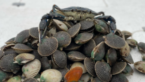A picture of Crystal River Scalloping with Crystal River Fishing Charters