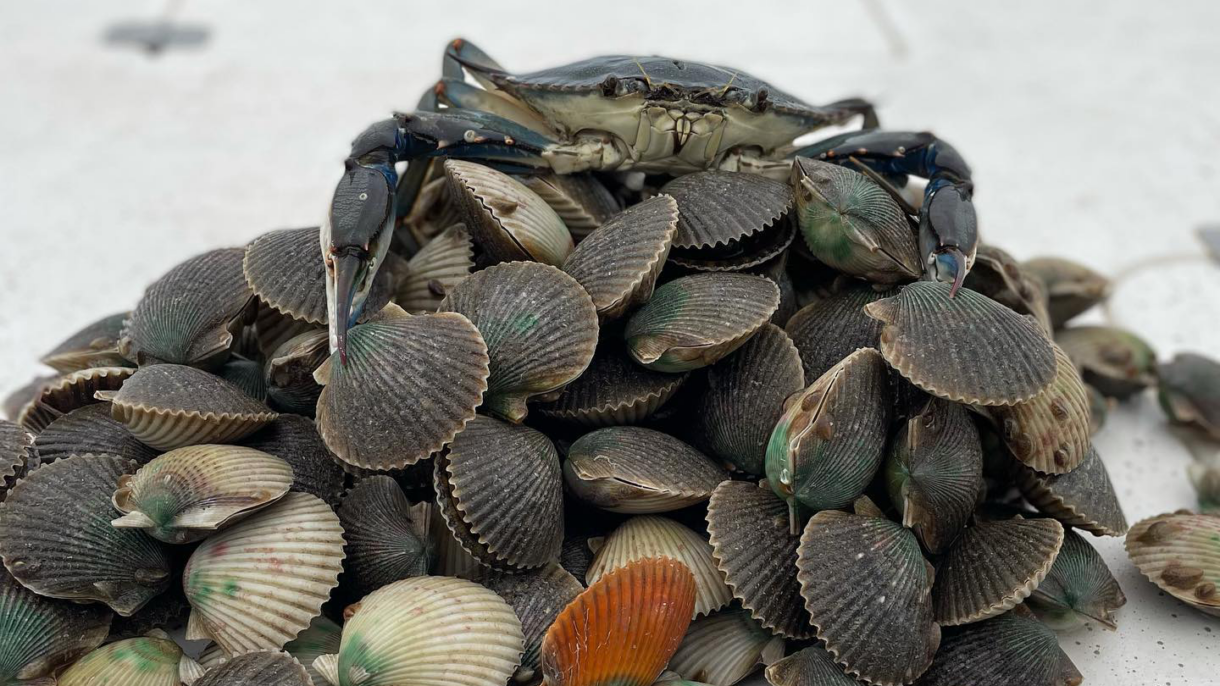 A picture of Ready, Set, Scallop! A Preview of the 2023 FL Scalloping Season with Crystal River Fishing Charters