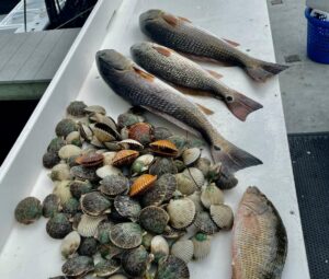 A picture of Crystal River Scalloping with Crystal River Fishing Charters