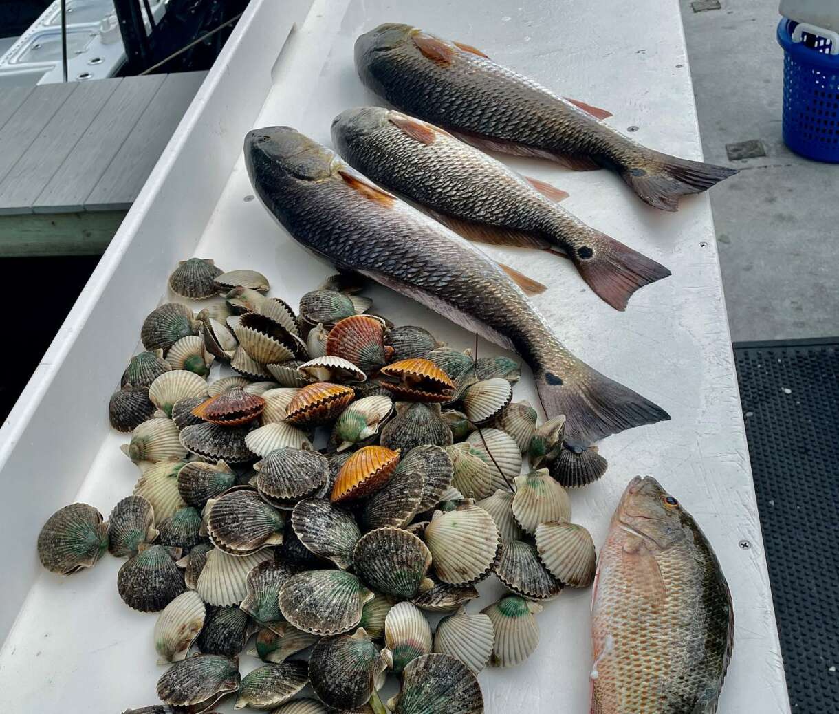 A picture of Scalloping Season Has Started, Fishing Is Excellent with Crystal River Fishing Charters