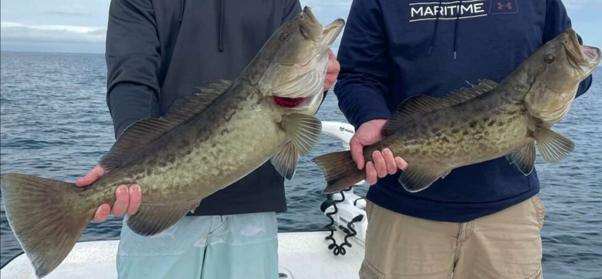 A picture of Gag Grouper Fishing in Crystal River, Fl with Crystal River Fishing Charters