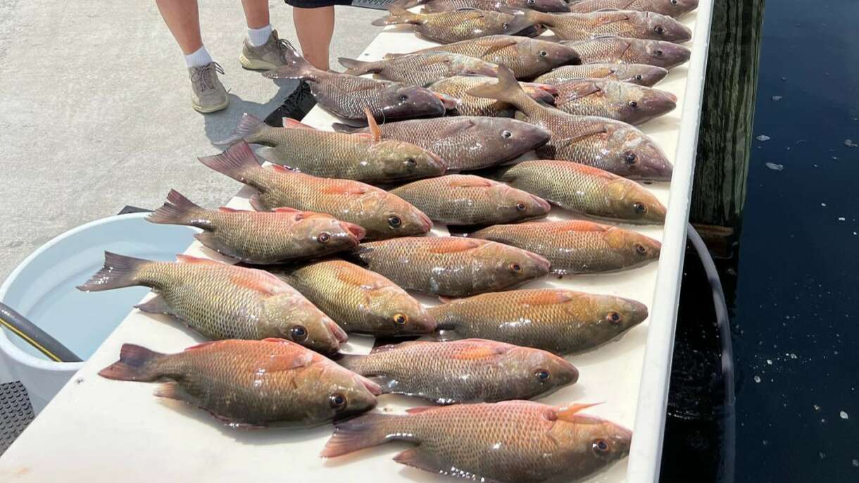 A picture of Mangrove Snapper in Crystal River, Florida with Crystal River Fishing Charters