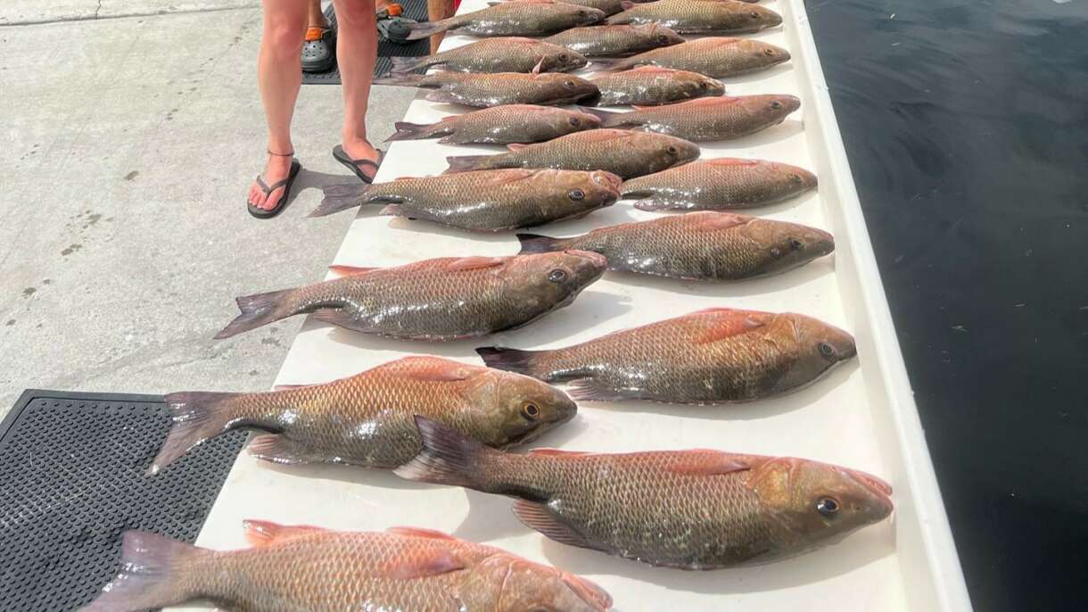 Mangrove Snapper in Crystal River, Florida