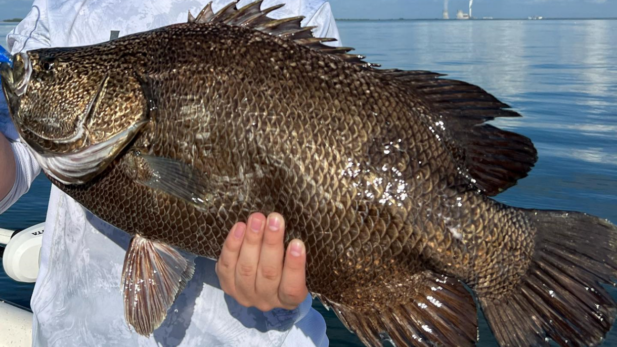 Tripletail Fishing Miami- Topwater Grouper