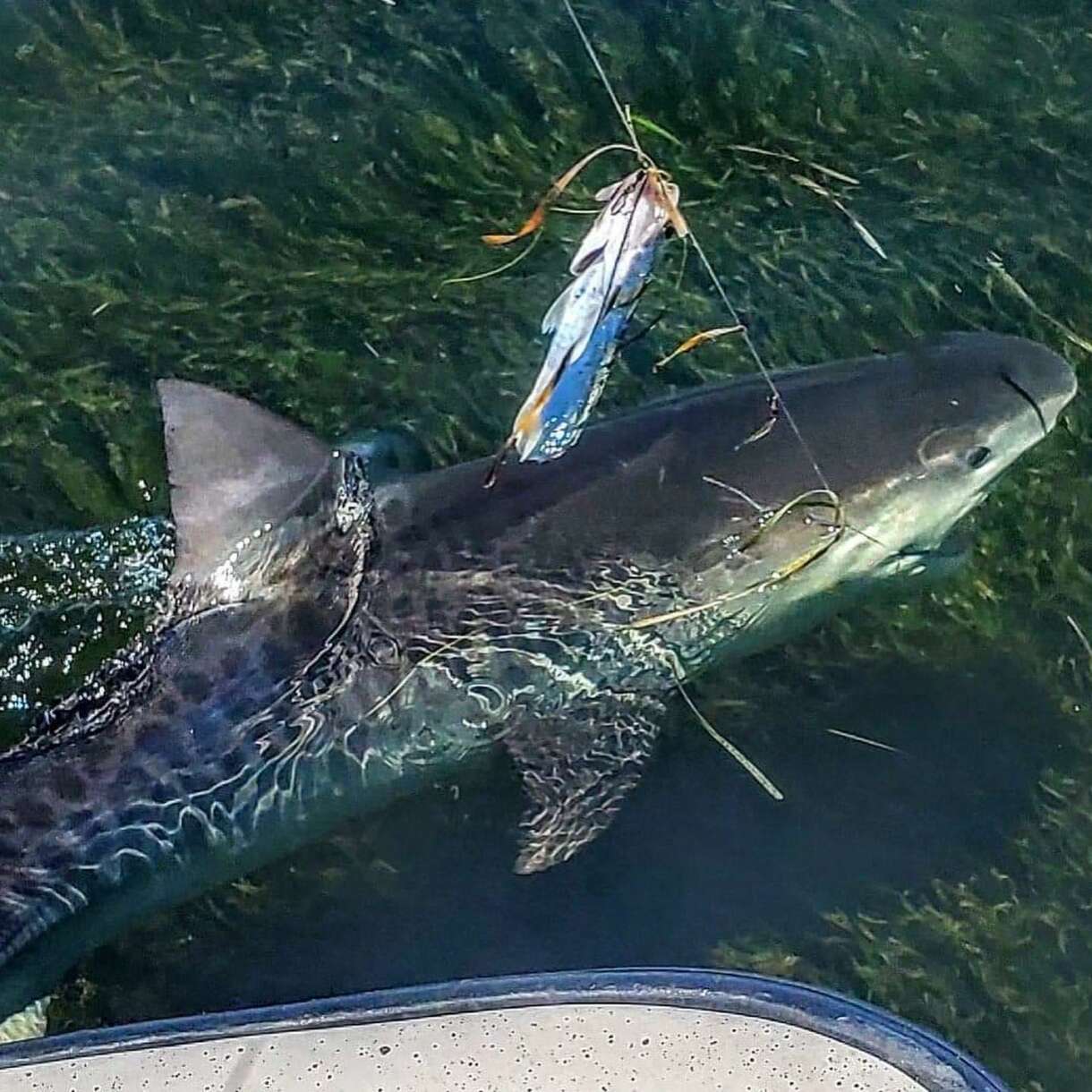 A picture of Inshore Fishing Adventures on the Nature Coast with Crystal River Fishing Charters