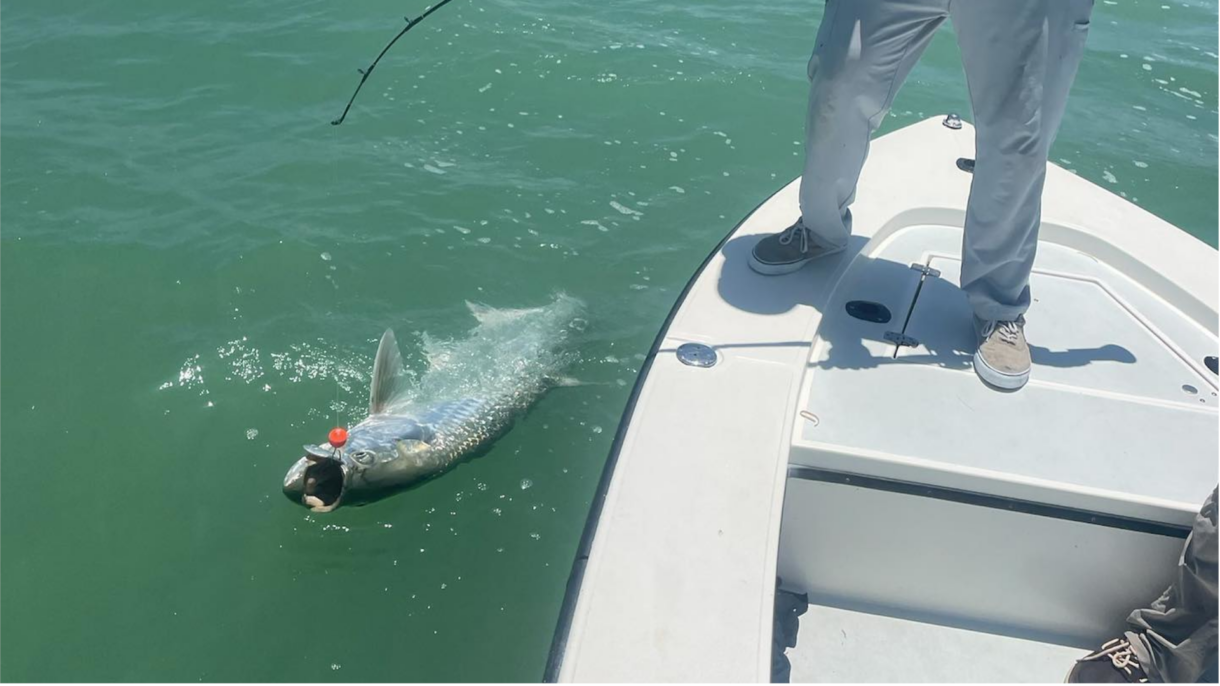 Spring Tarpon Fishing Guide With Crystal River Guide Service